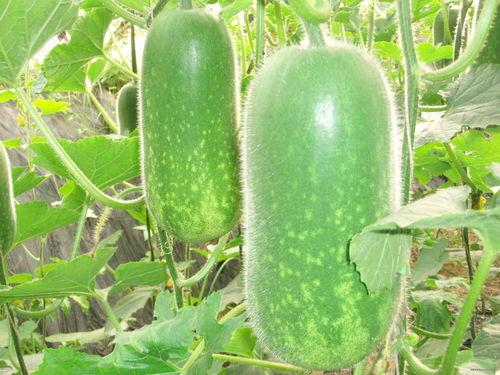 终兴吃瓜爆料每日大瓜,揭秘娱乐圈最新大瓜，每日热点一网打尽！