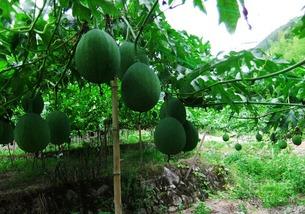 吊瓜可以连皮吃吗,吊瓜连皮食用的健康指南