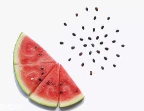 吃瓜后瓜籽再结瓜,瓜农的智慧与循环农业的奇迹