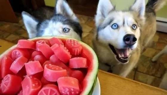 修狗吃瓜日常,揭秘宠物界的八卦风云