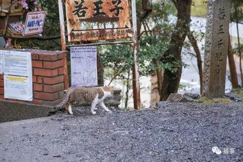 神社的猫吃瓜,神社猫的悠闲瓜生活