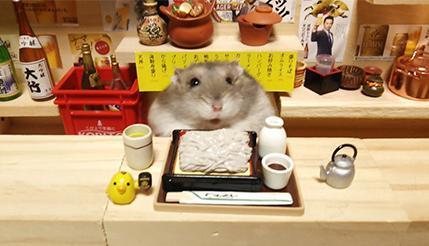 网红仓鼠店,萌宠经济下的新宠儿