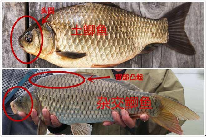 鲫瓜老师搞笑视频,欢乐无限，笑料横生！