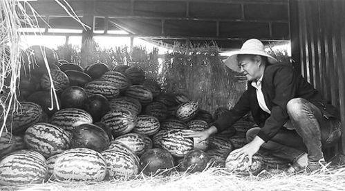 耒阳吃瓜群众事件视频,一场网络舆论的风暴与反思