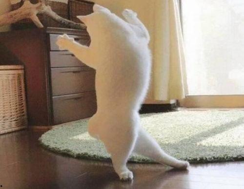 今日头条新闻猫咪视频,今日头条猫咪视频集锦