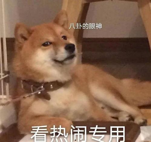 今夏吃瓜视频全集,盘点全网热门视频全集精彩瞬间