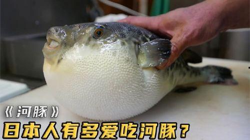 河豚吃瓜比赛,一场别开生面的吃瓜大赛